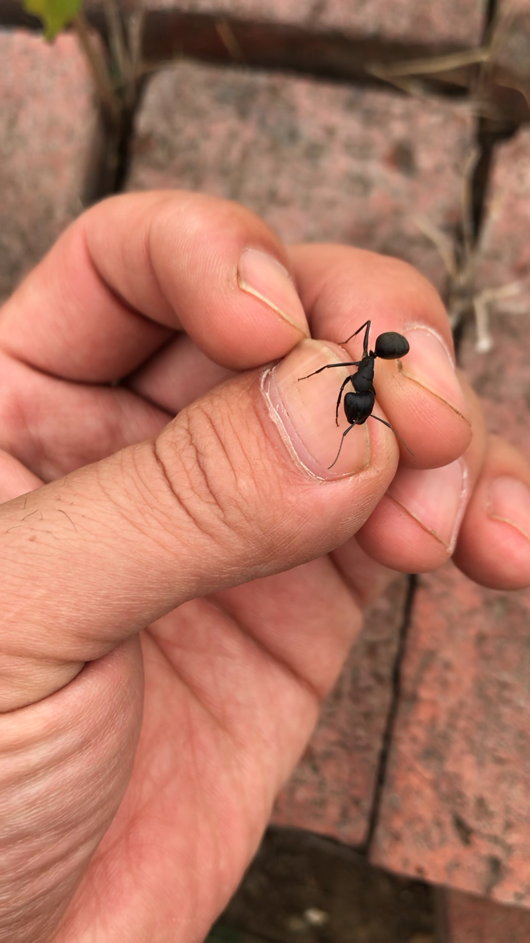 惊现大型"食人蚁"
