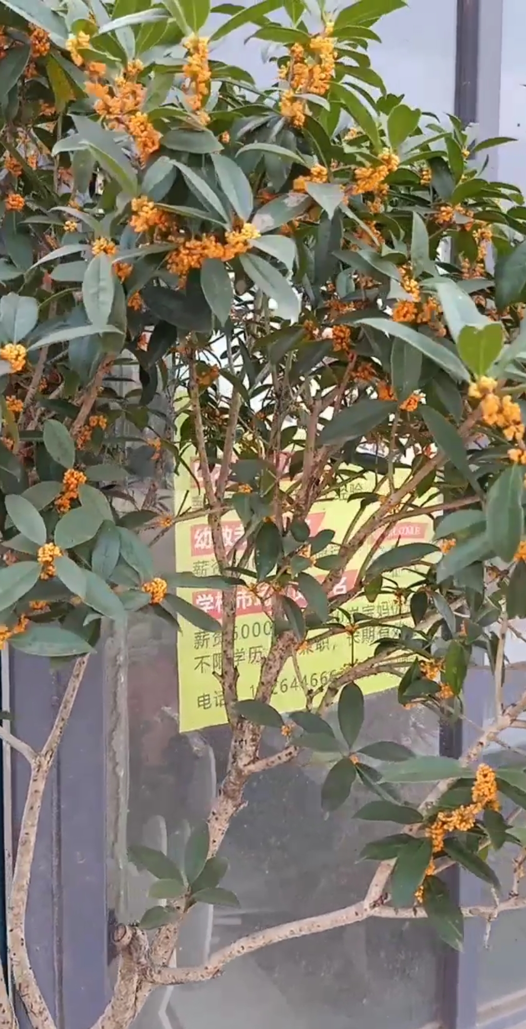 最潮劳动者#桂花分为四个大品种,丹桂金桂银桂四季桂,这颗是丹桂炕è