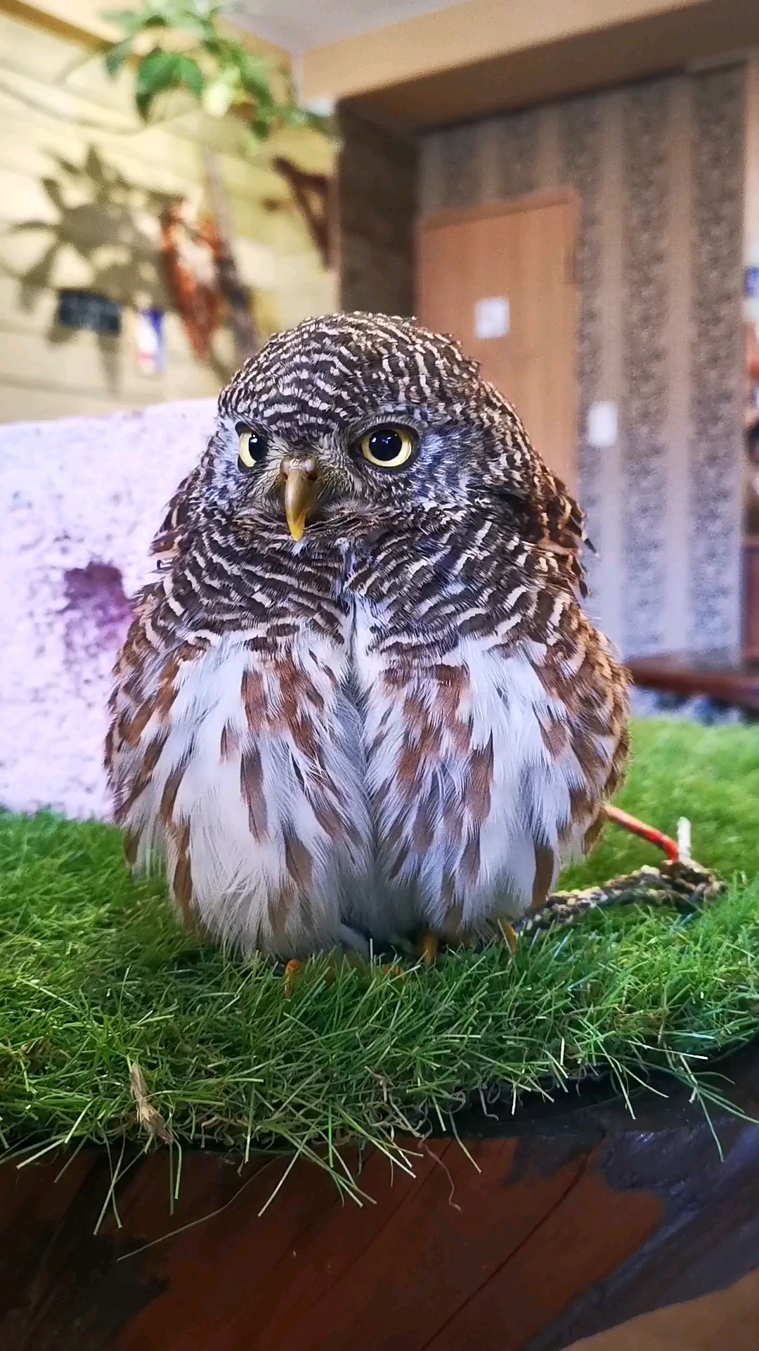 宠物丑萌大赛#可爱的猫头鹰