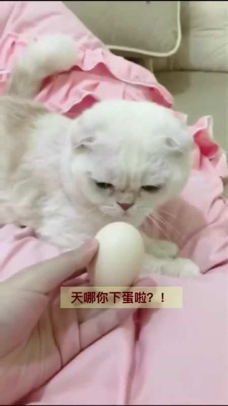 二豆竟孵出小鸡直接秒怂,瓜子:笑到劈叉!