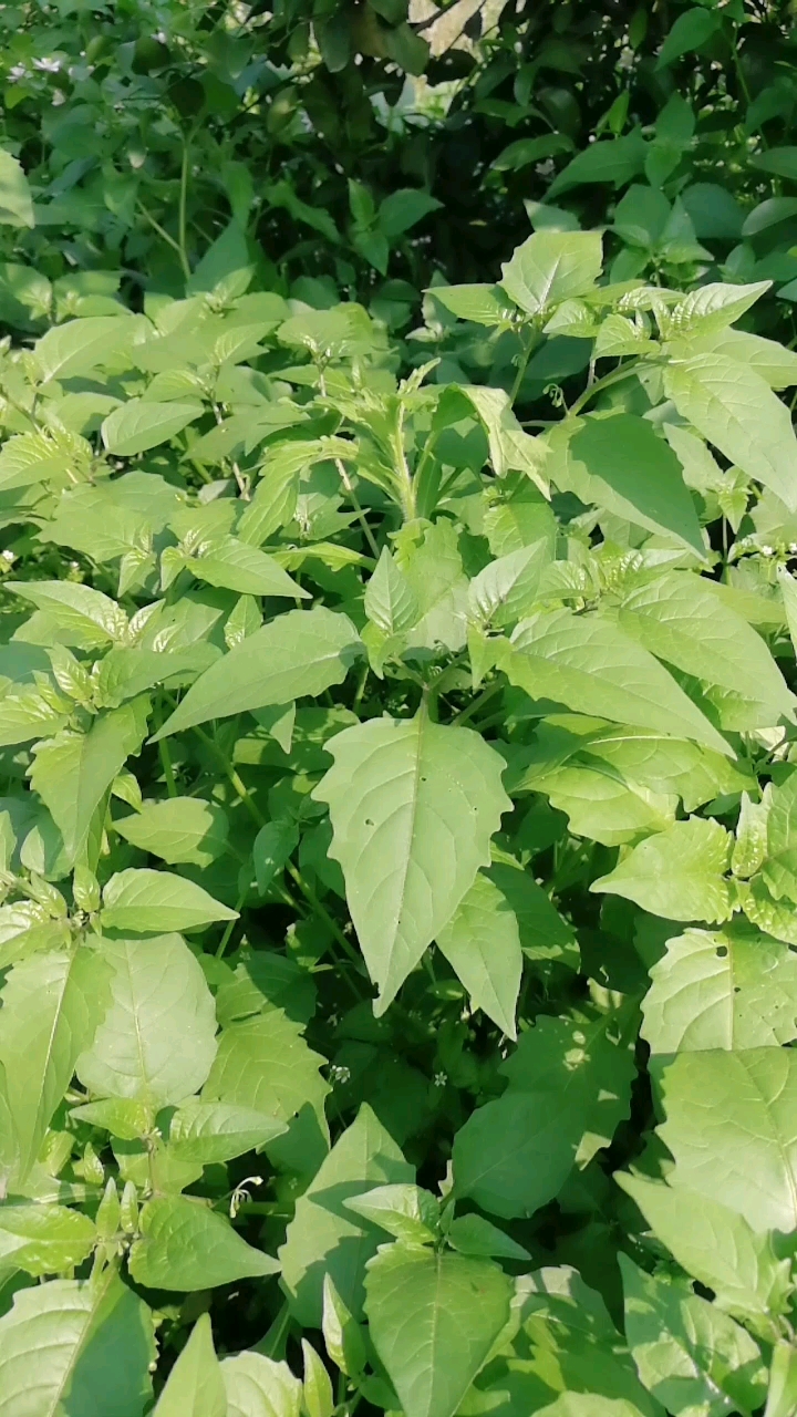 野生白花菜有毒吗图片