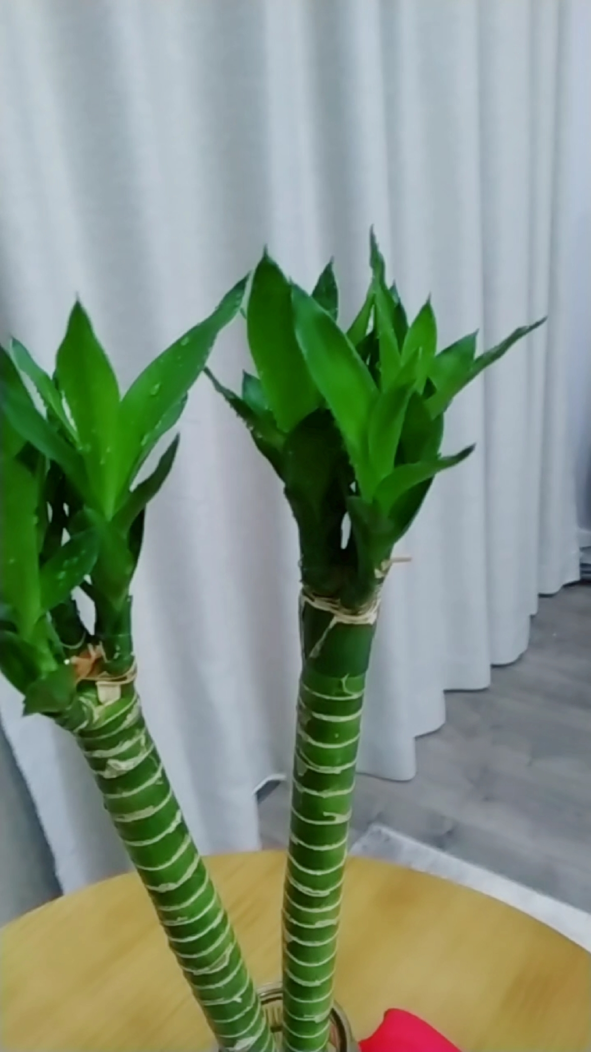 多头竹长势不错