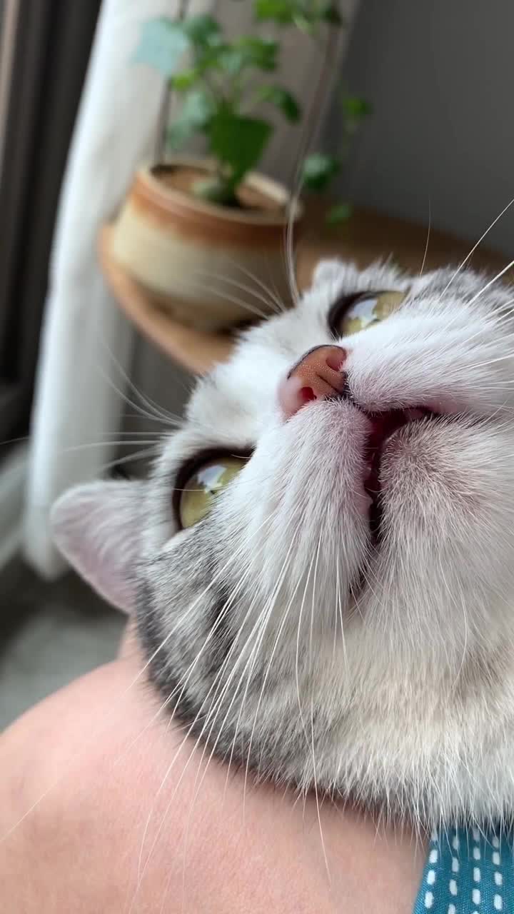 你还知道哪些关于猫咪鼻子的小知识呢?