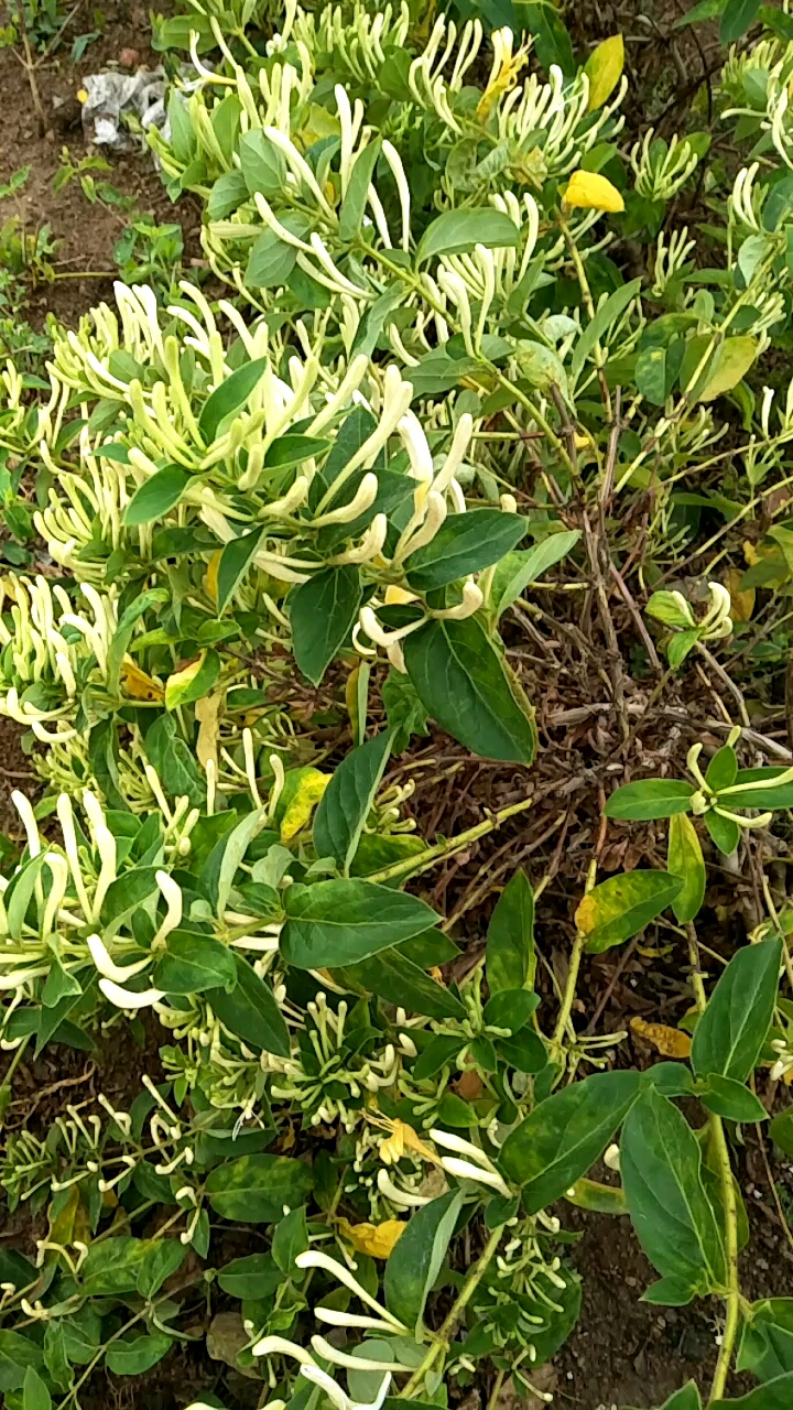 百花王36天不开花的金银花