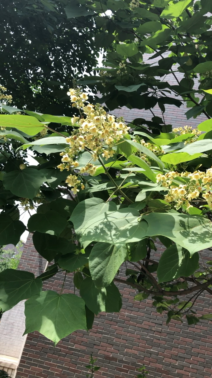 梧桐树图片开花(梧桐树图片再来一遍)