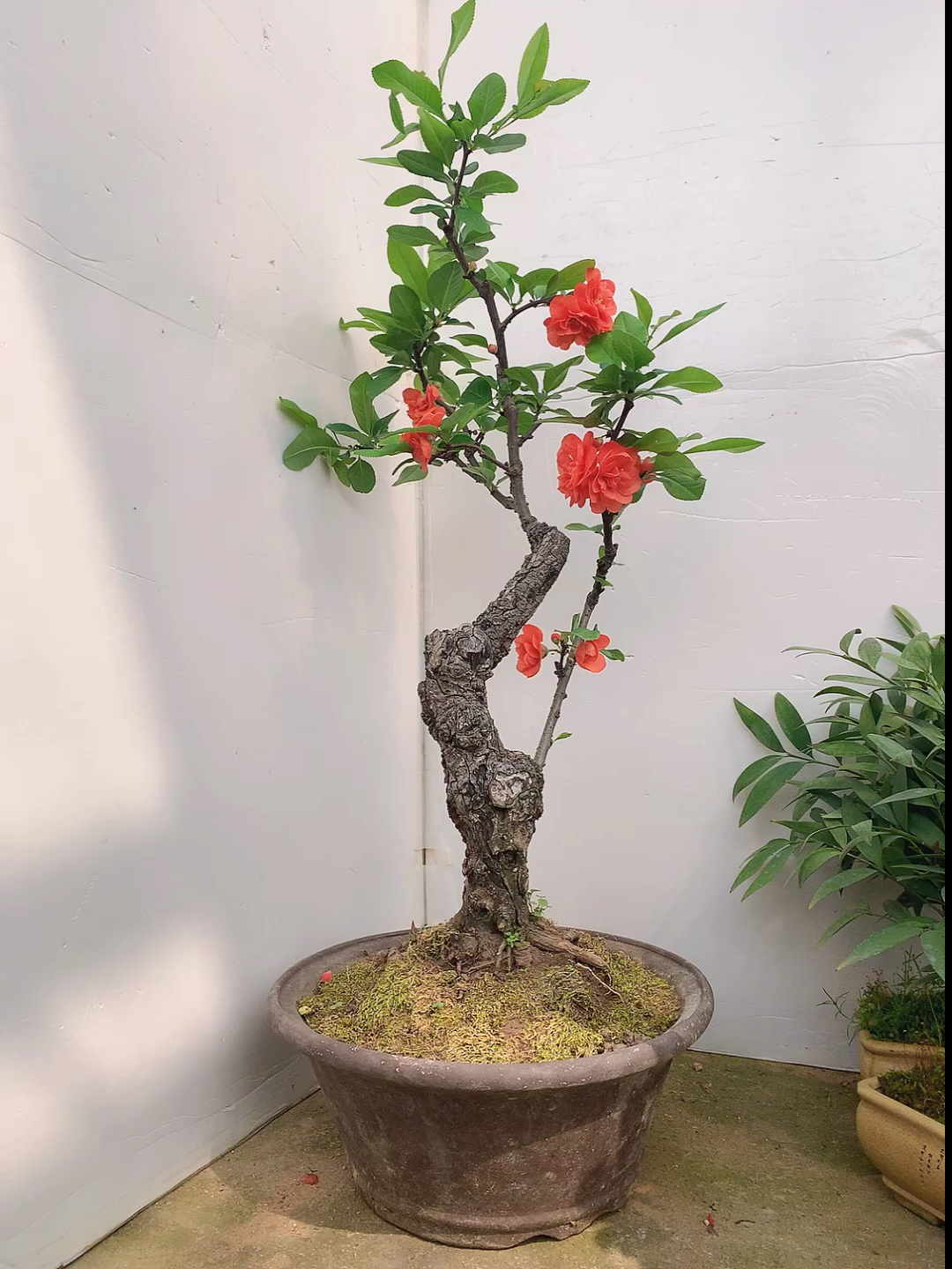 我要上热门#长寿冠海棠