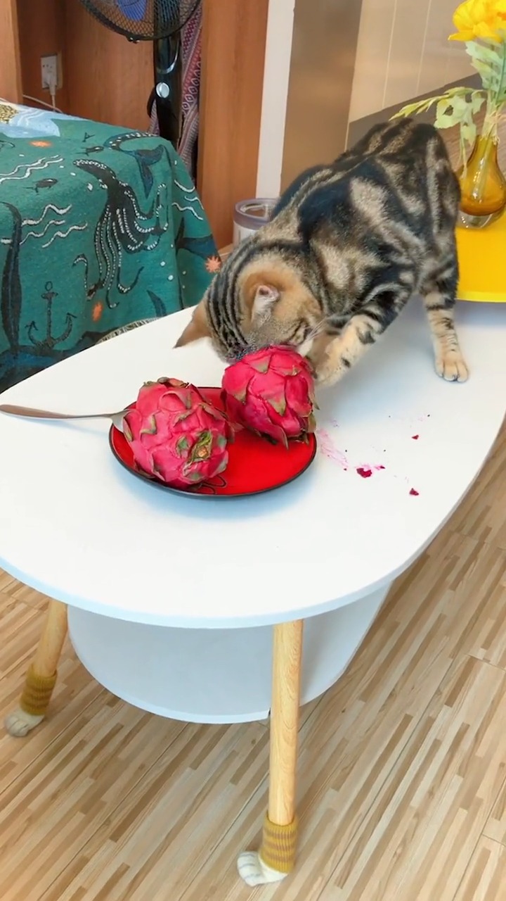 我要上热门#成功捉到偷吃火龙果的猫咪-度小视