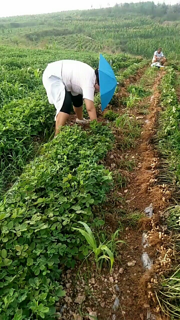 清风伴你来拔花生