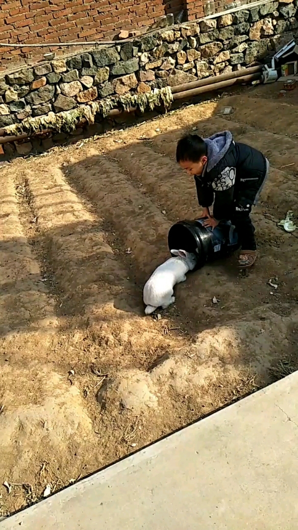 我是抓兔小能手