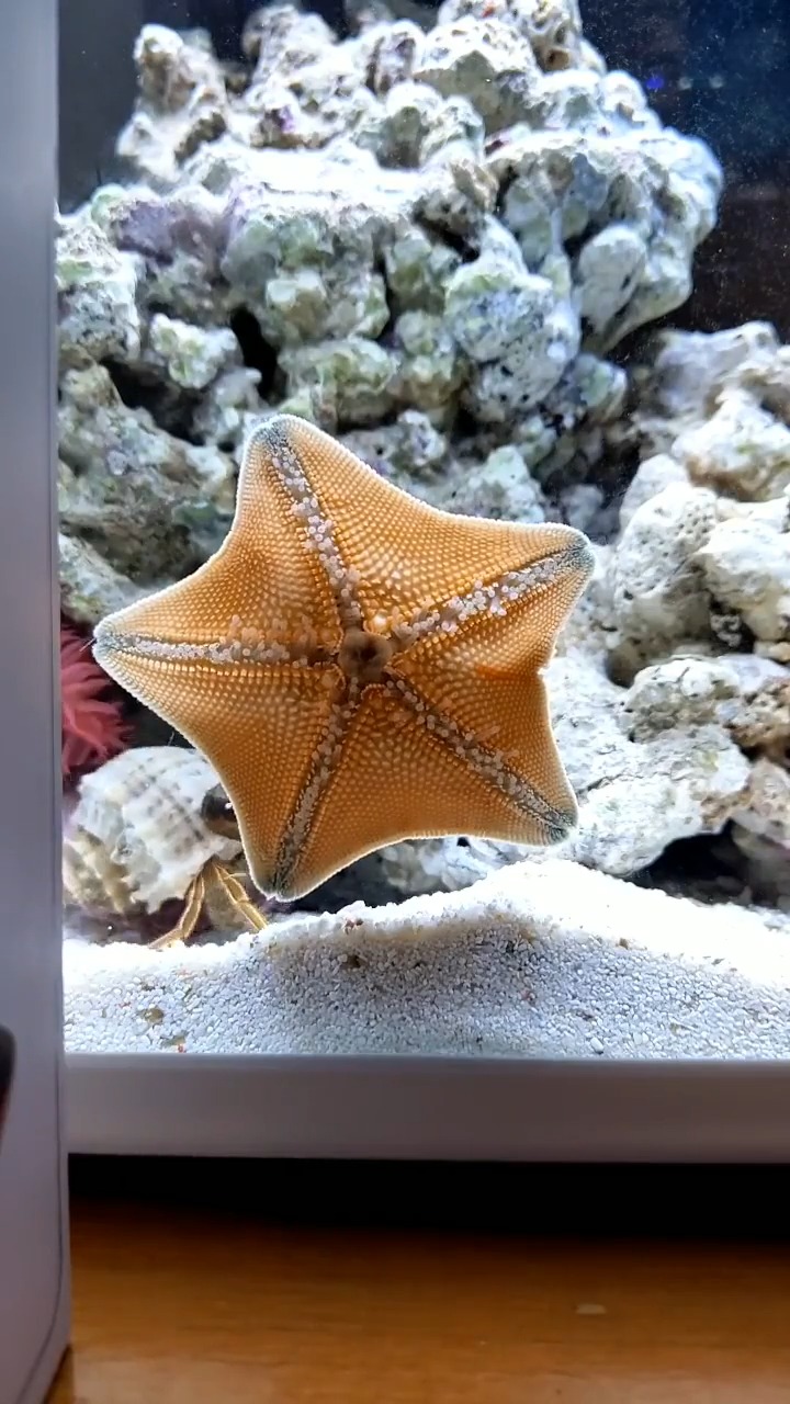 你见过海星进食吗?它们竟然会吐出自己的胃-度小视