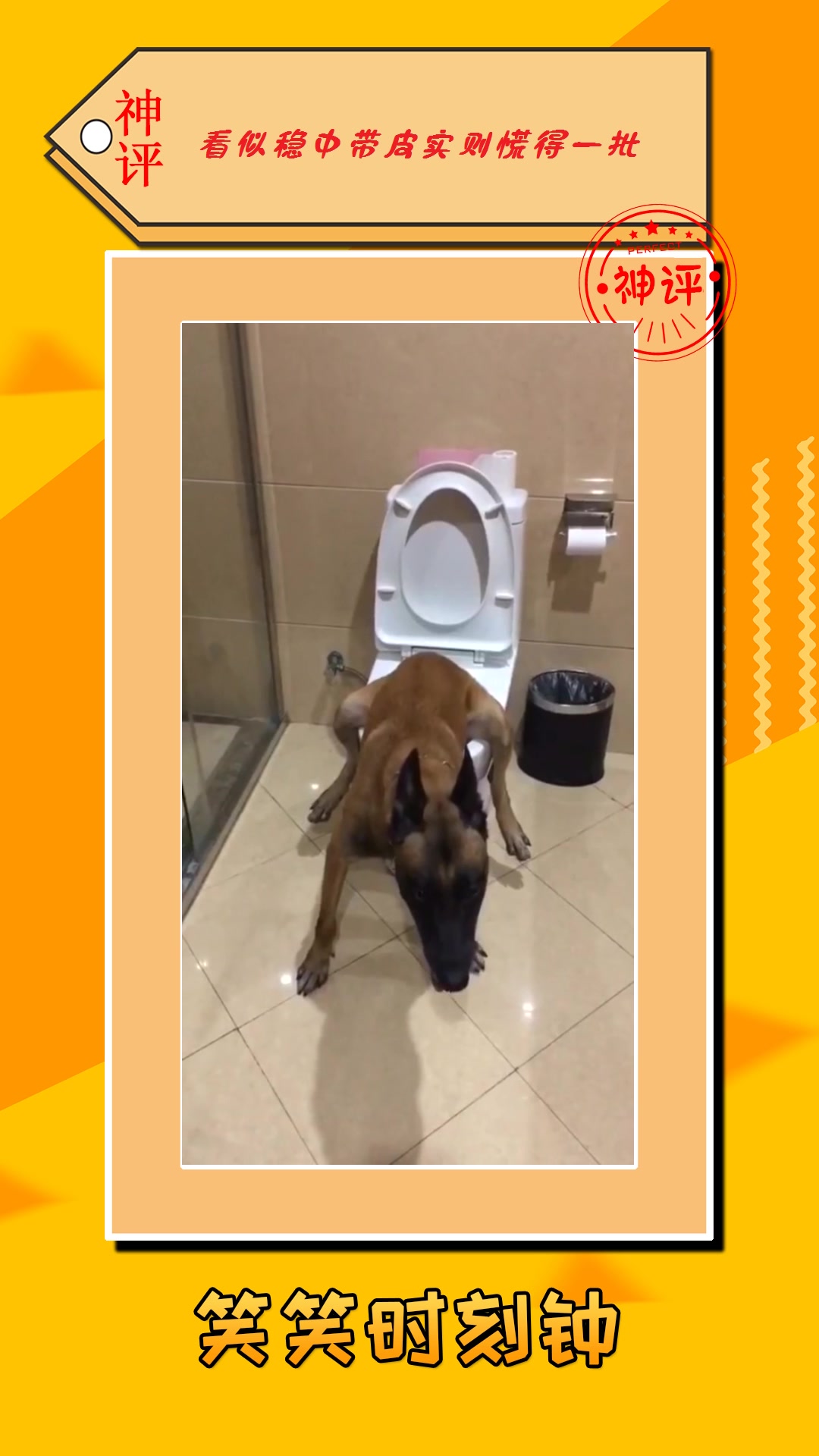 搞笑#狗狗蹲马桶,比我坐姿都正规,这是要成精了!