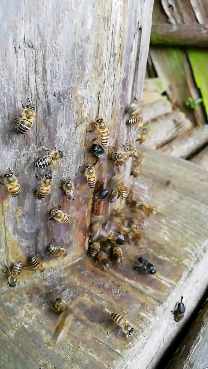 中华蜜蜂:公蜂的出现,是快要分蜂的前奏.