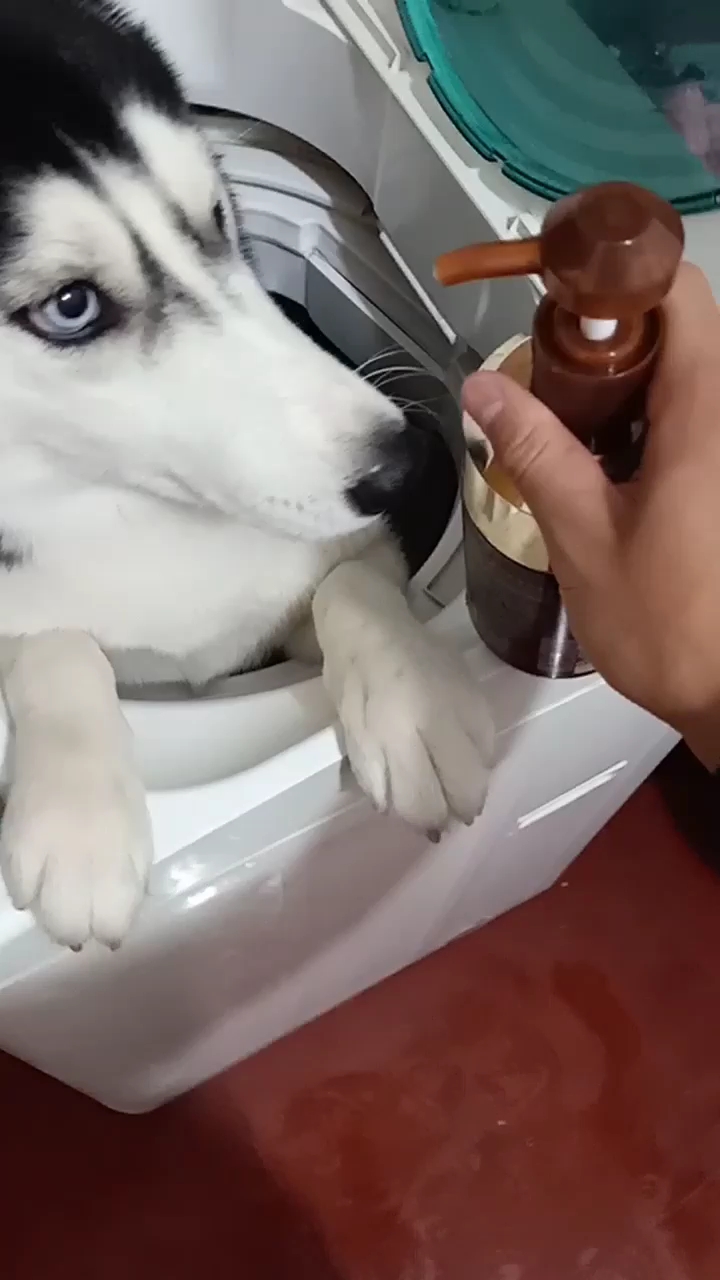 二哈就喜欢这样的洗澡方式