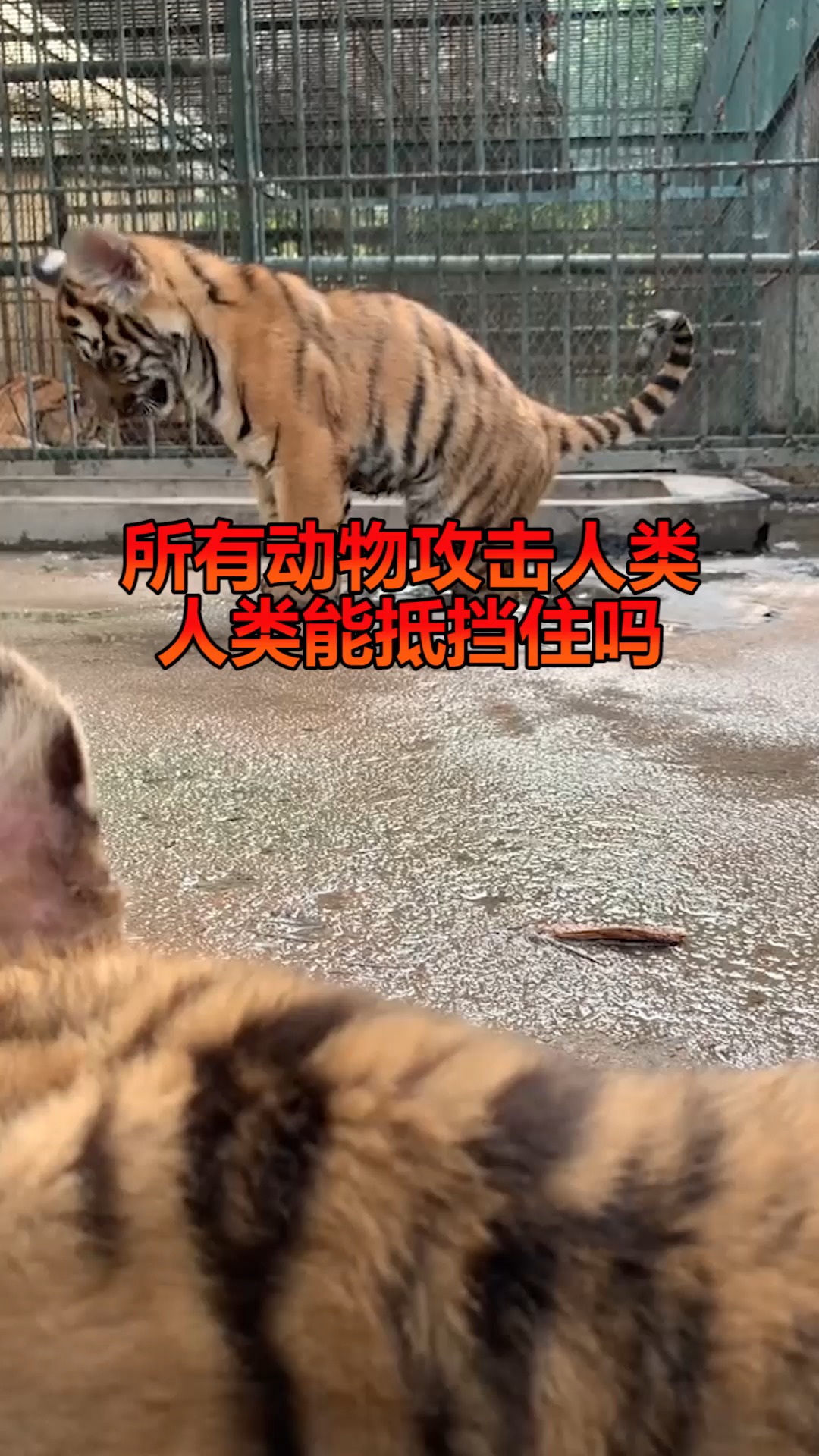 奇趣如果是世界上所有动物突然联合起来攻击人类会怎么样