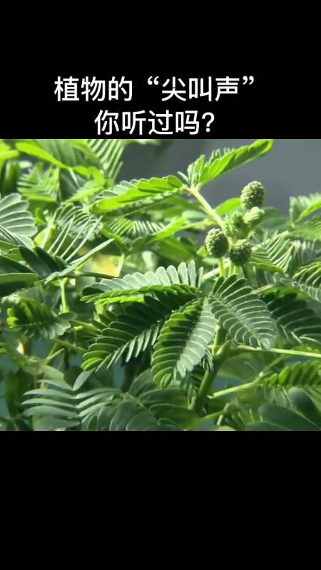 每天一点冷知识#植物也会尖叫,你肯定没有听过吧
