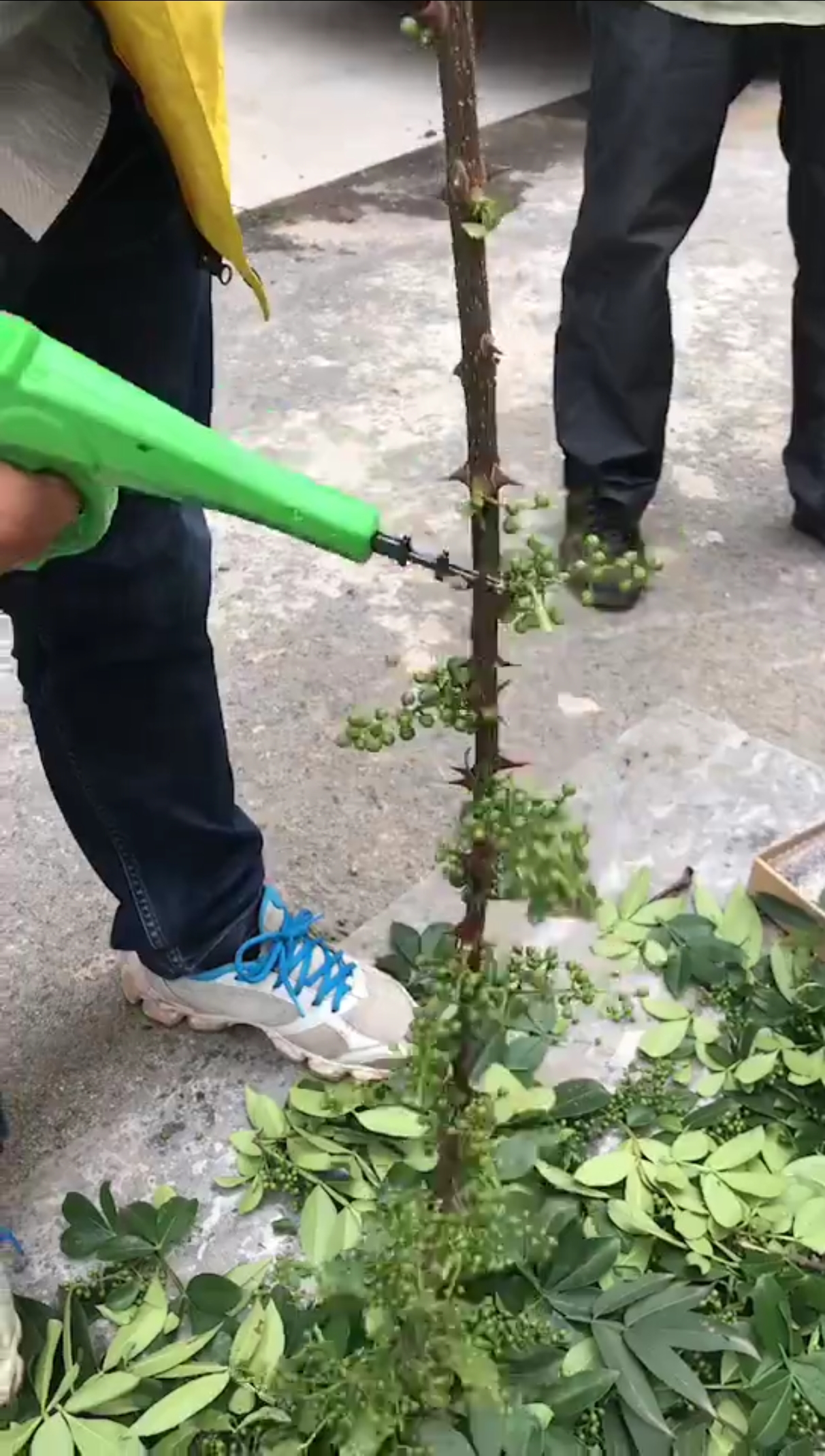 电动花椒采摘机189 6340 7021