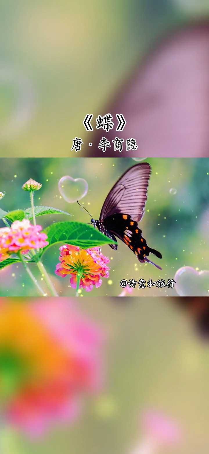 关于蝴蝶的古诗我来告诉你