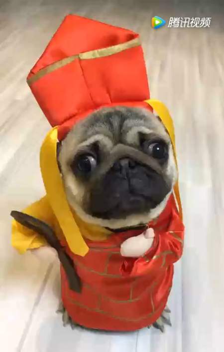 明星娱乐#狗界唐僧唐长老,阿弥陀佛