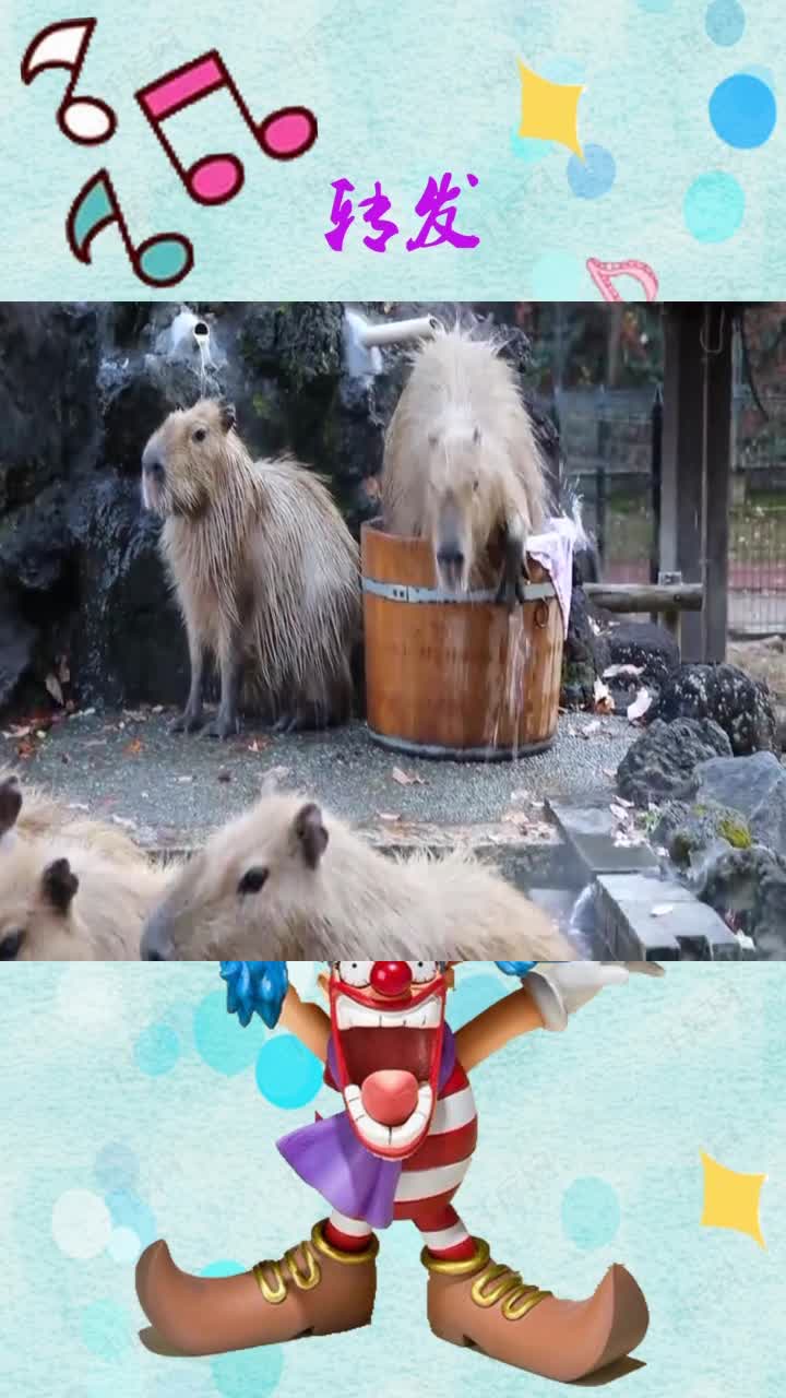 动物园水豚泡澡,胖胖的身子直接钻进桶里,看着也太可爱了吧