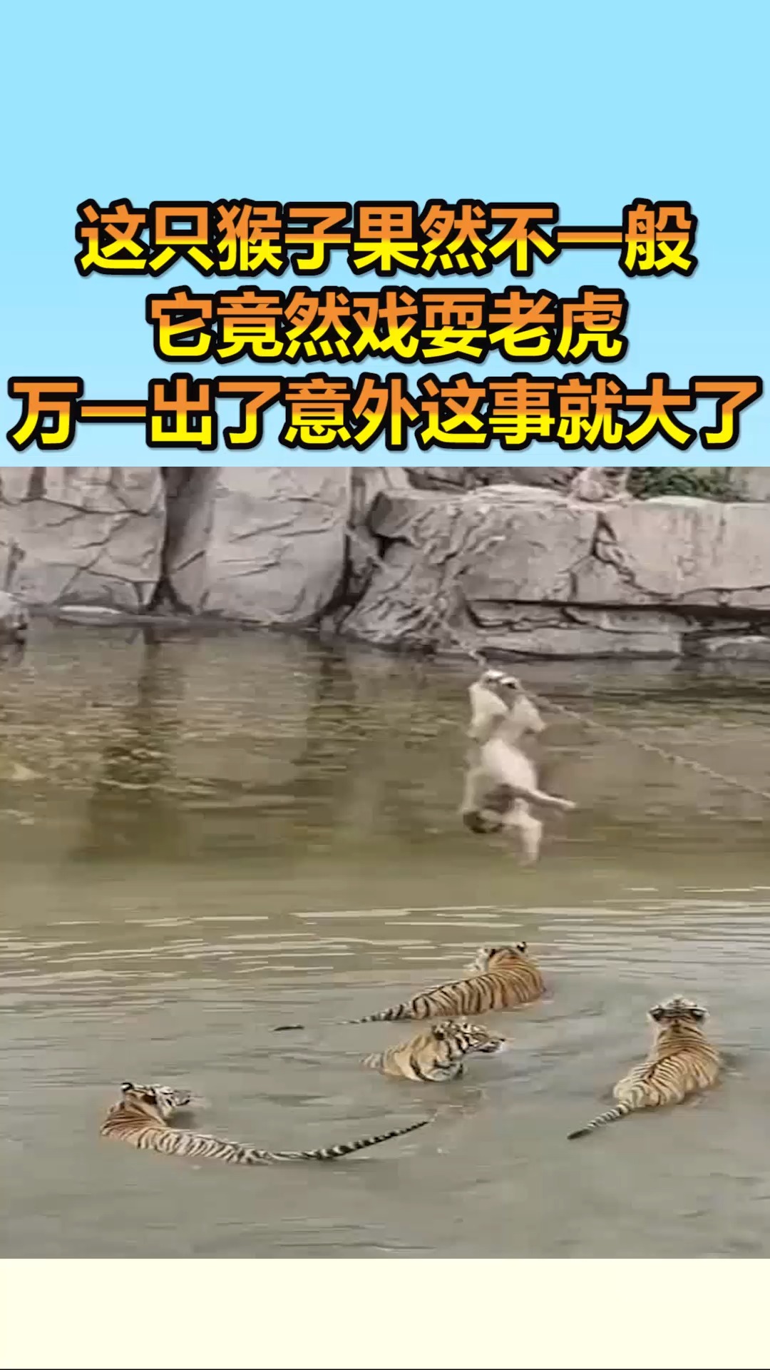 我要上热门#这只猴子果然不一般,它竟然戏耍老虎,万一出了意外这示屯