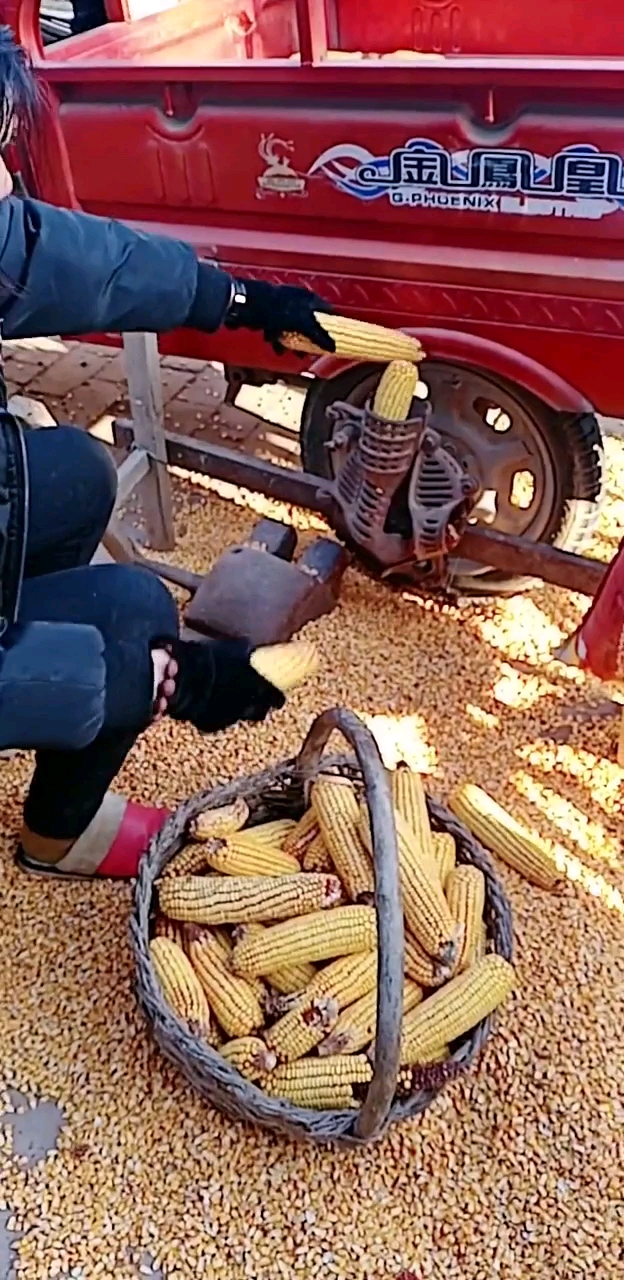 三轮车带动打玉米