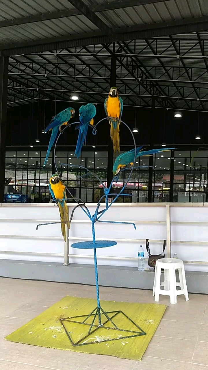 漂亮的鹦鹉翻跟头