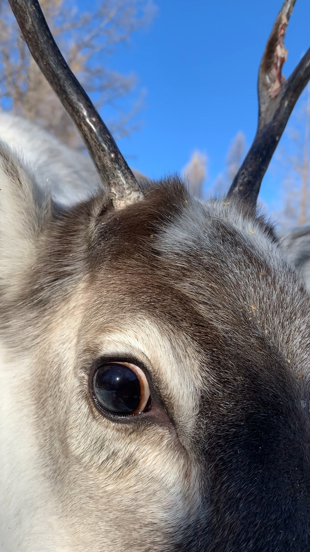 驯鹿纯善的眼睛,中国仅有的驯鹿种群
