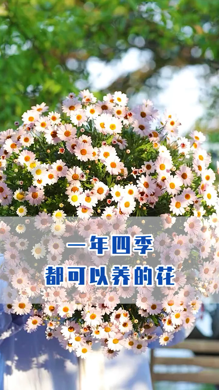 什麼花一年四季都開花又好養