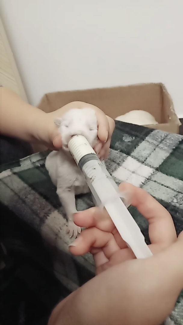 希望能养活它们三个 偷狗贼太可恨了,把它们的妈妈射死了