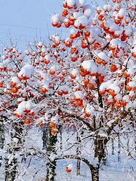 大雪纷飞矗立田野的柿子树结满红柿分外妖娆冬天 风景 柿子