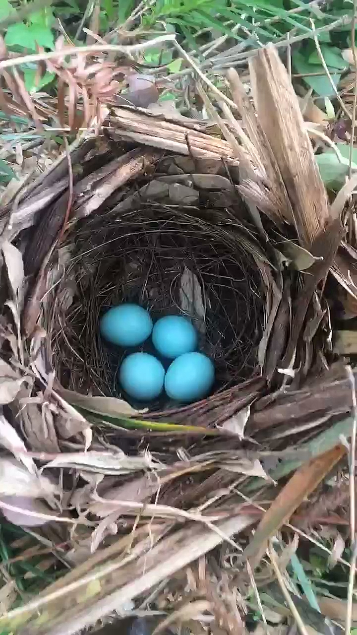 画眉鸟蛋#画眉鸟蛋见过吗