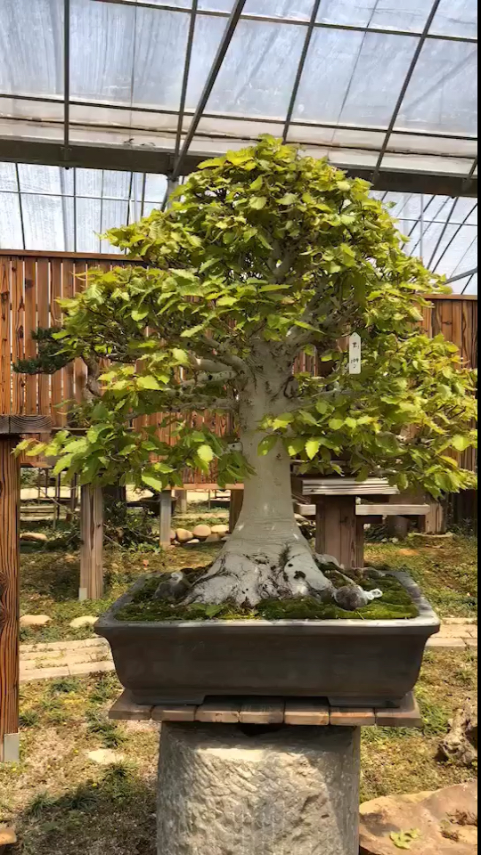 千奇百怪盆景桩#大型岩四手,含盆高110,宽100,杆径11,根盘40.