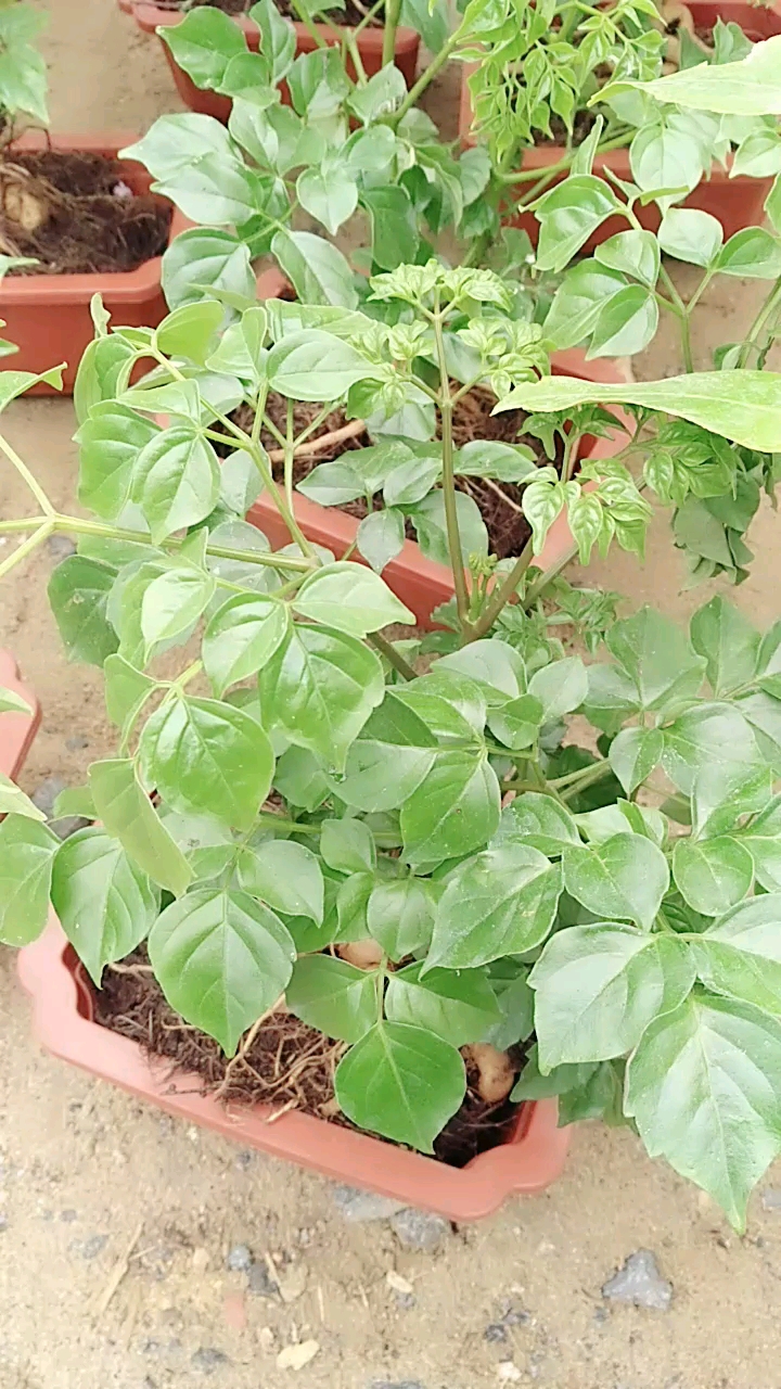 最美人间四月天#幸福树小苗