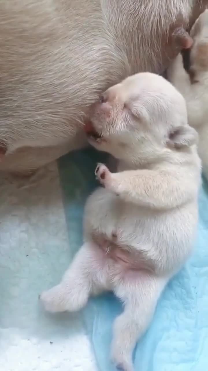 小奶狗吃奶,眼睛都睁不开,真想带回家一只