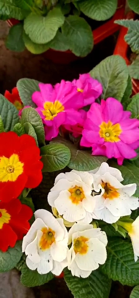 愿此花能给看到视频的人带来好运!