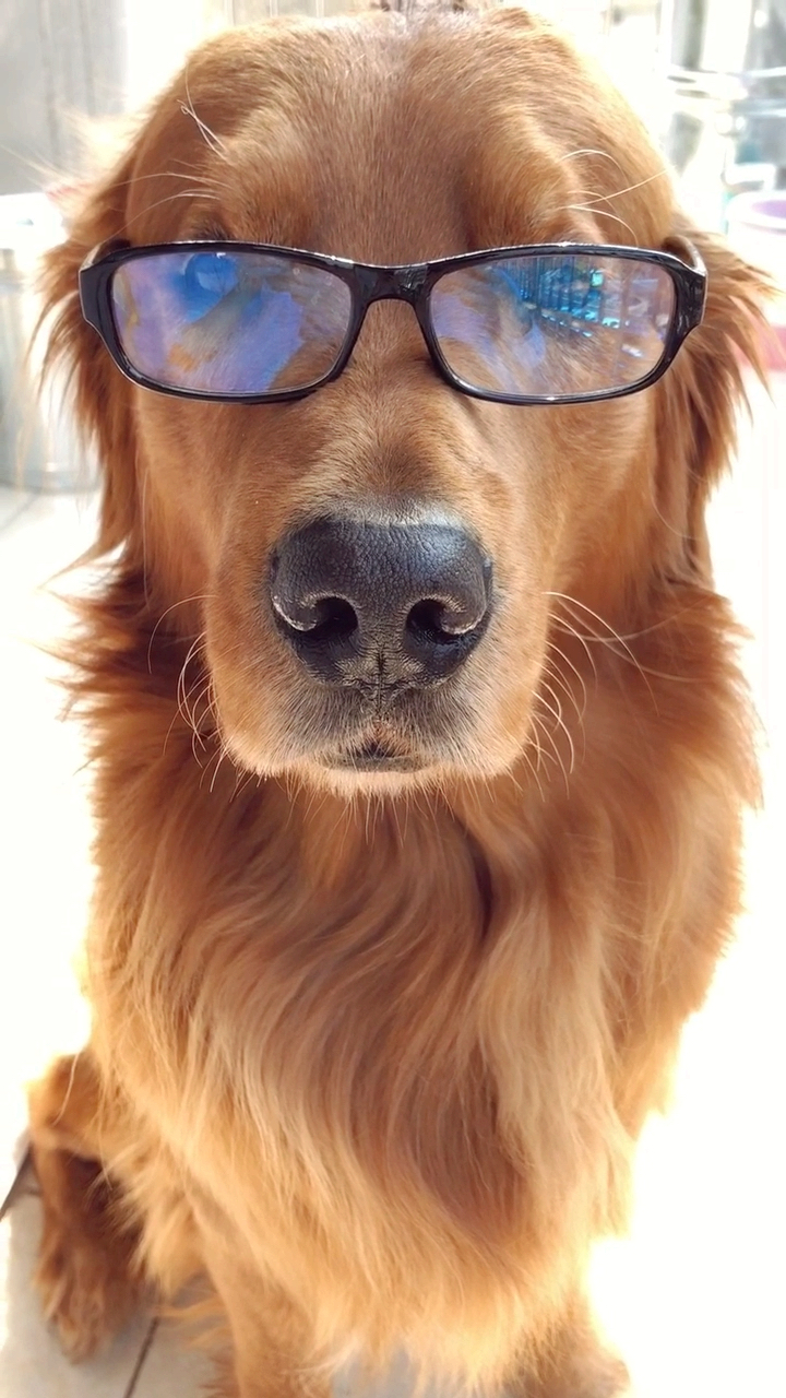 瞅啥?没见过戴眼镜的狗啊