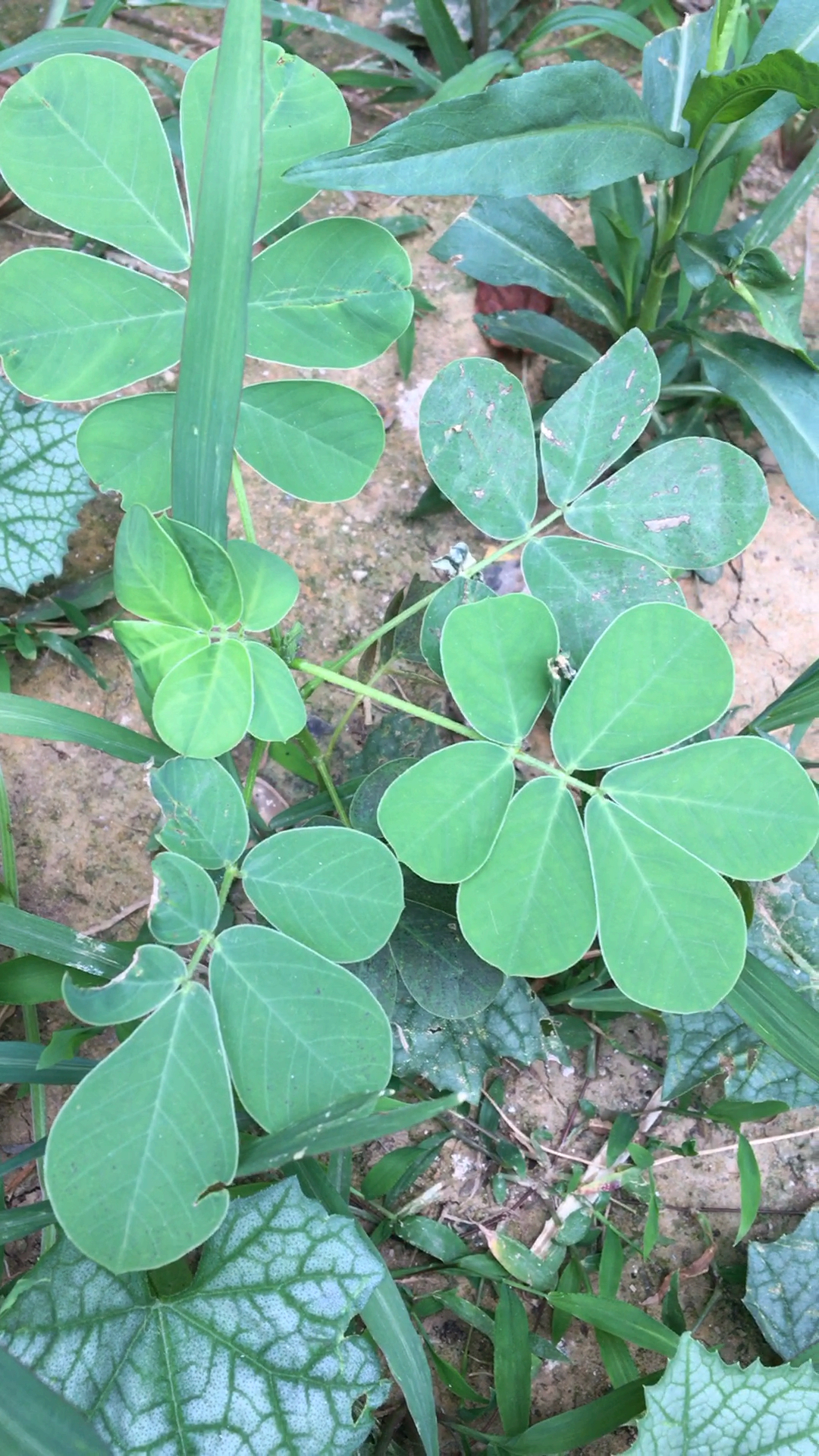 身边的中药之 决明草