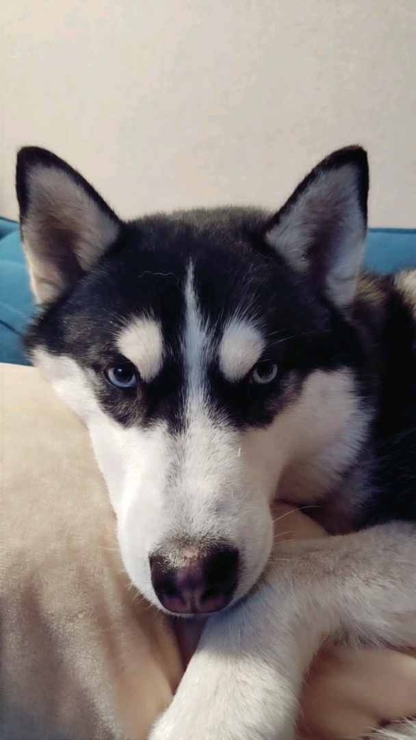 神宠来袭#@全民小助手 可爱的二哈妹子