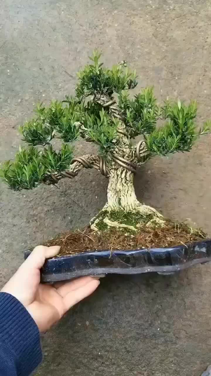 菩利思盆栽矮霸黄杨