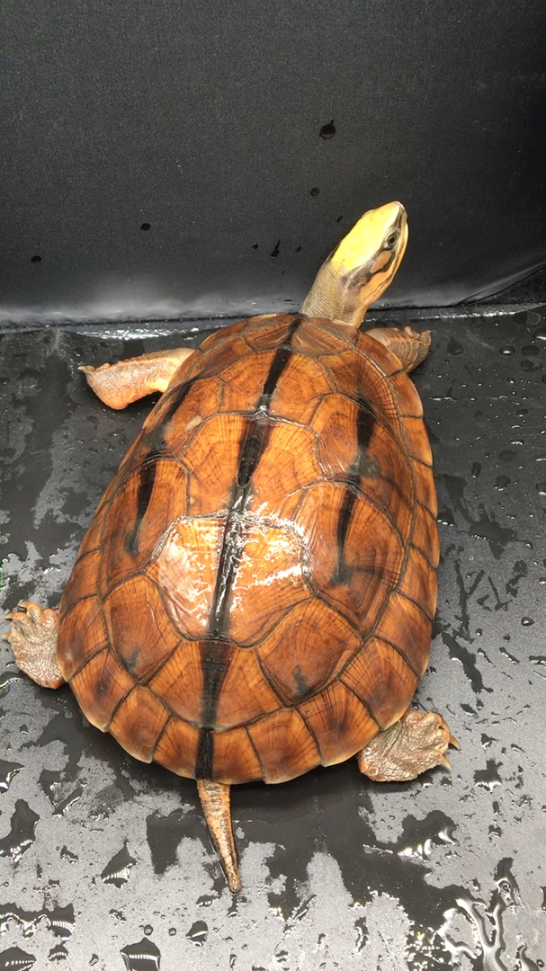 精品香蕉头海南西线大黄头母,头黄颈黄壳黄红肉,少有精品,观赏价值高