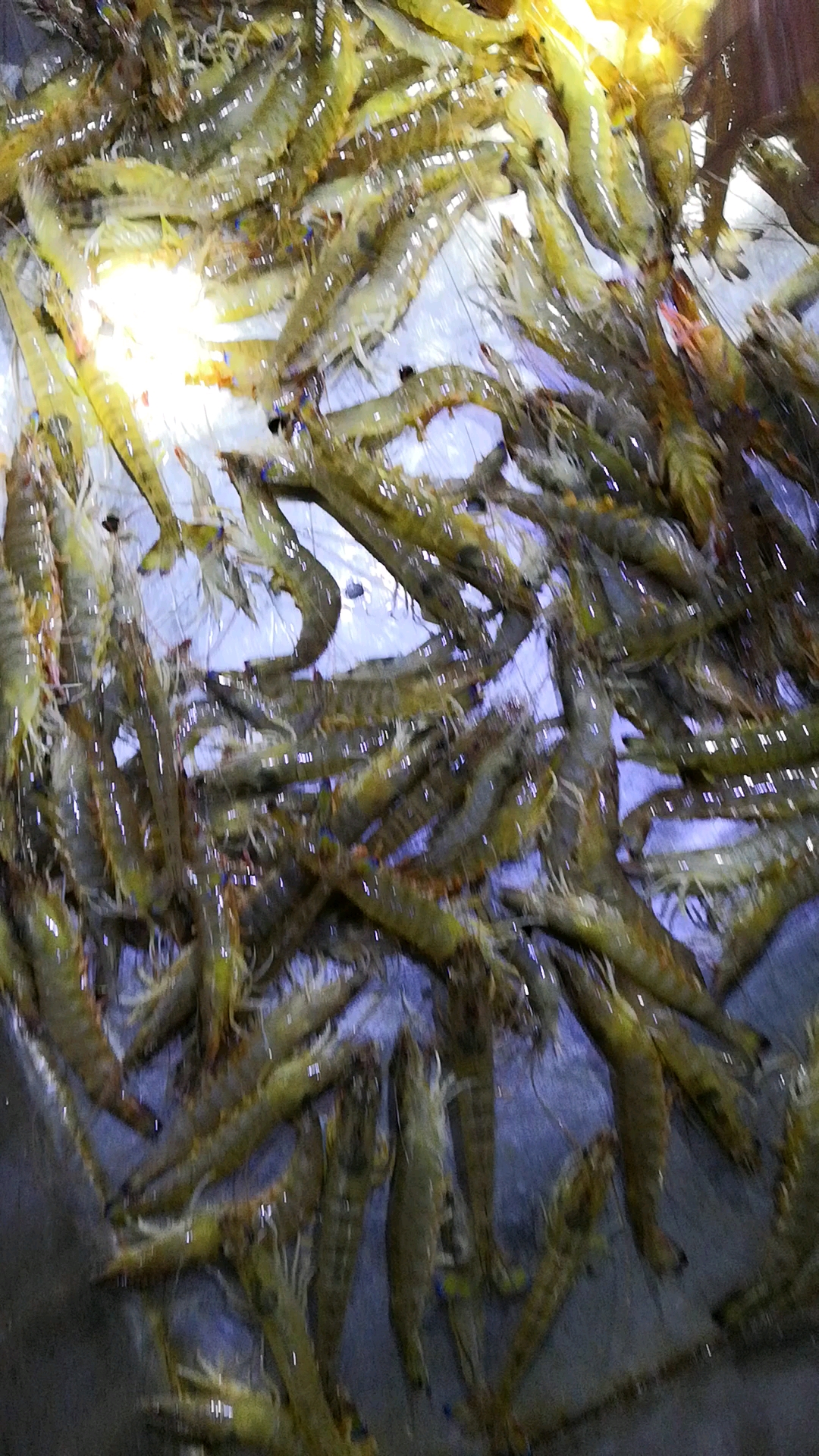 自己养殖的车虾,纯天然的没有喂一点饲料.有没有想吃的?