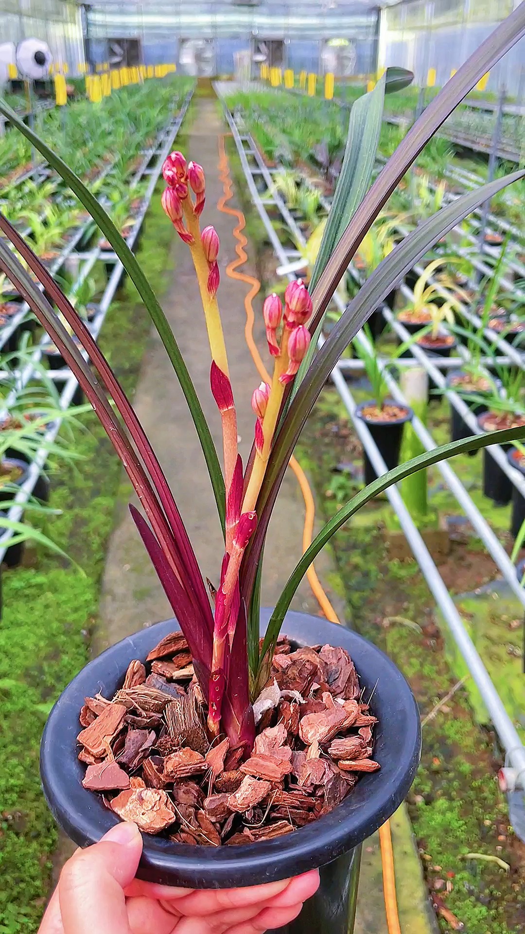 兰花#清雅淡香,神奇的植物,红红火火一年四季.