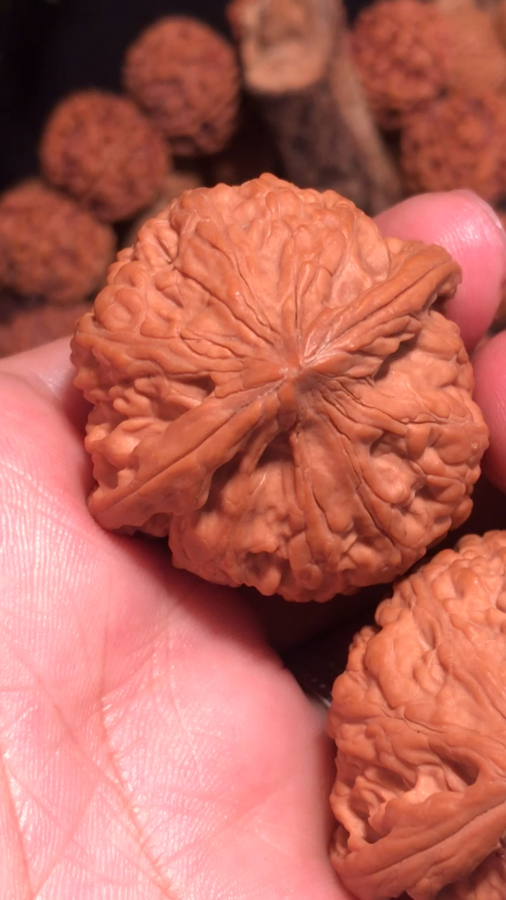 野生的一对小元宝文玩核桃