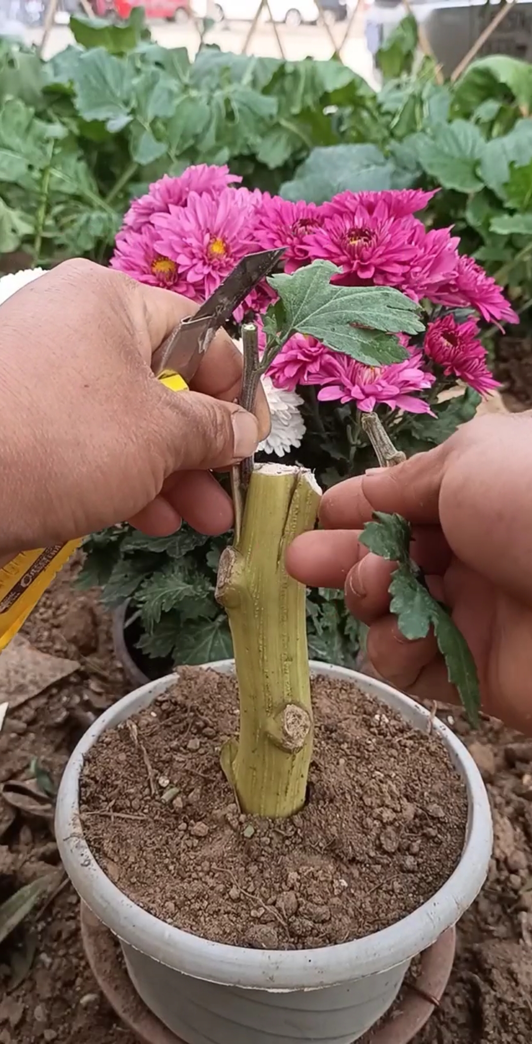 嫁接高手#嫁接双色菊花多年生技术,学会一生受用