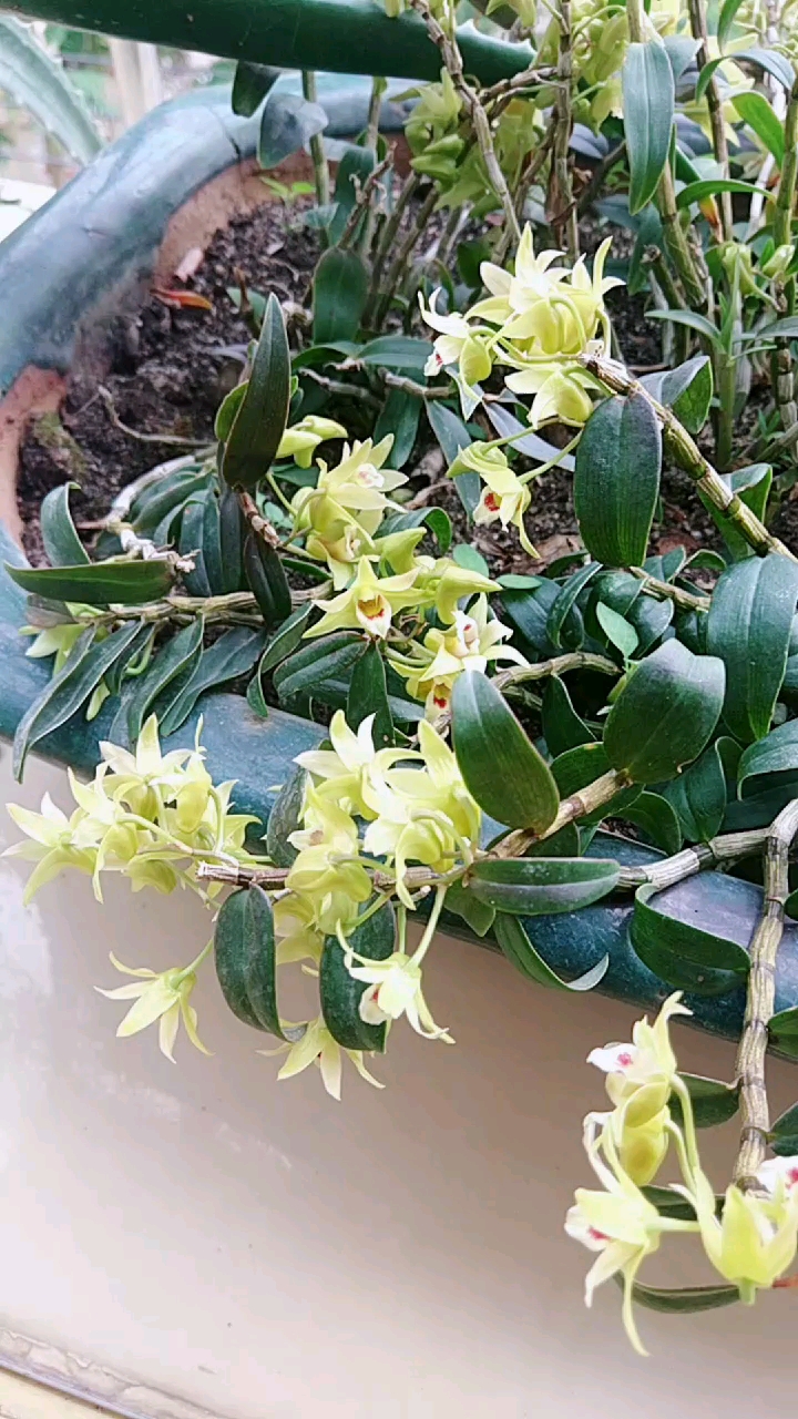 铁皮石斛养多久才开花『铁皮石斛养多久才开花结果』