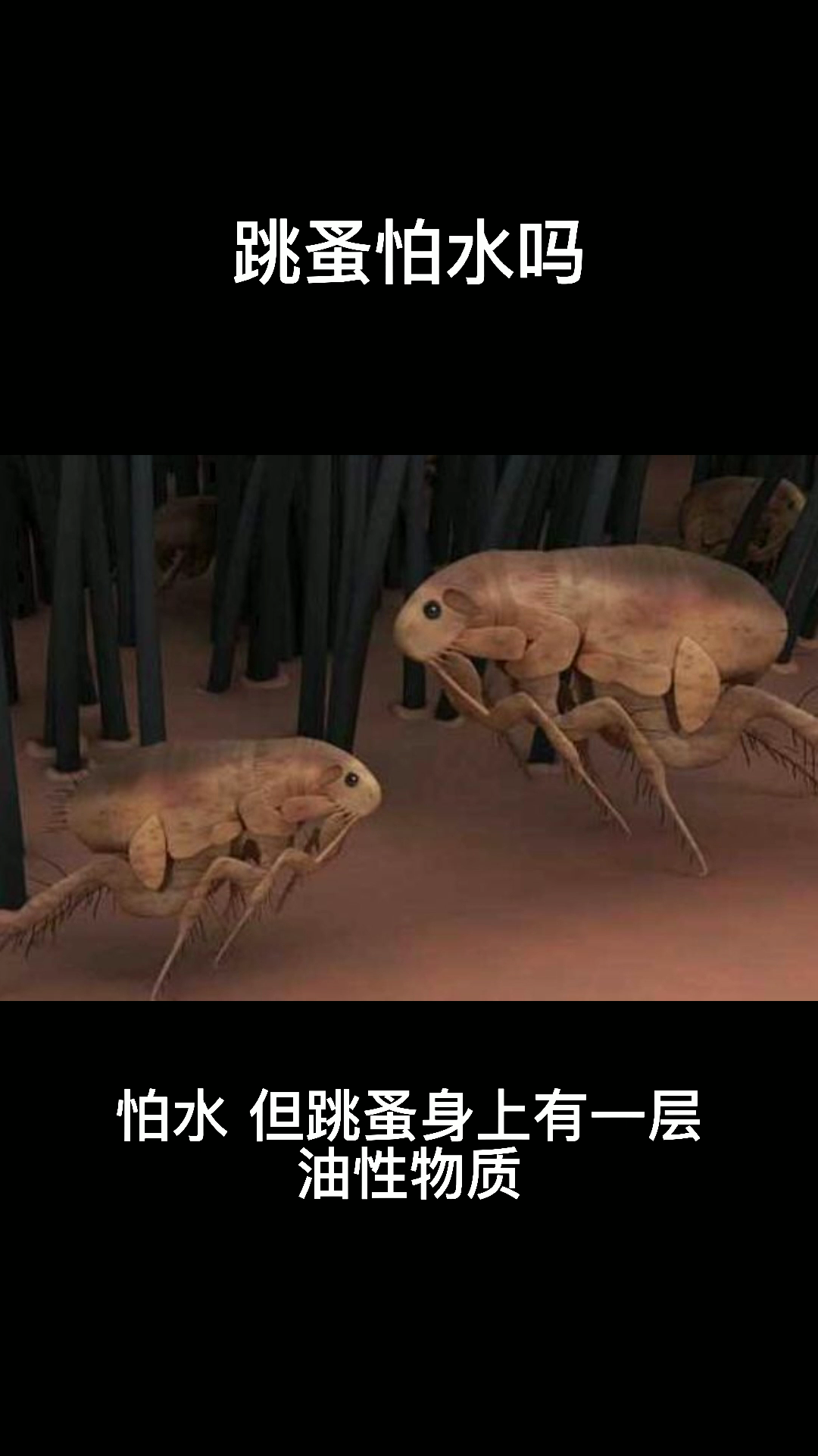 跳蚤怕水吗?