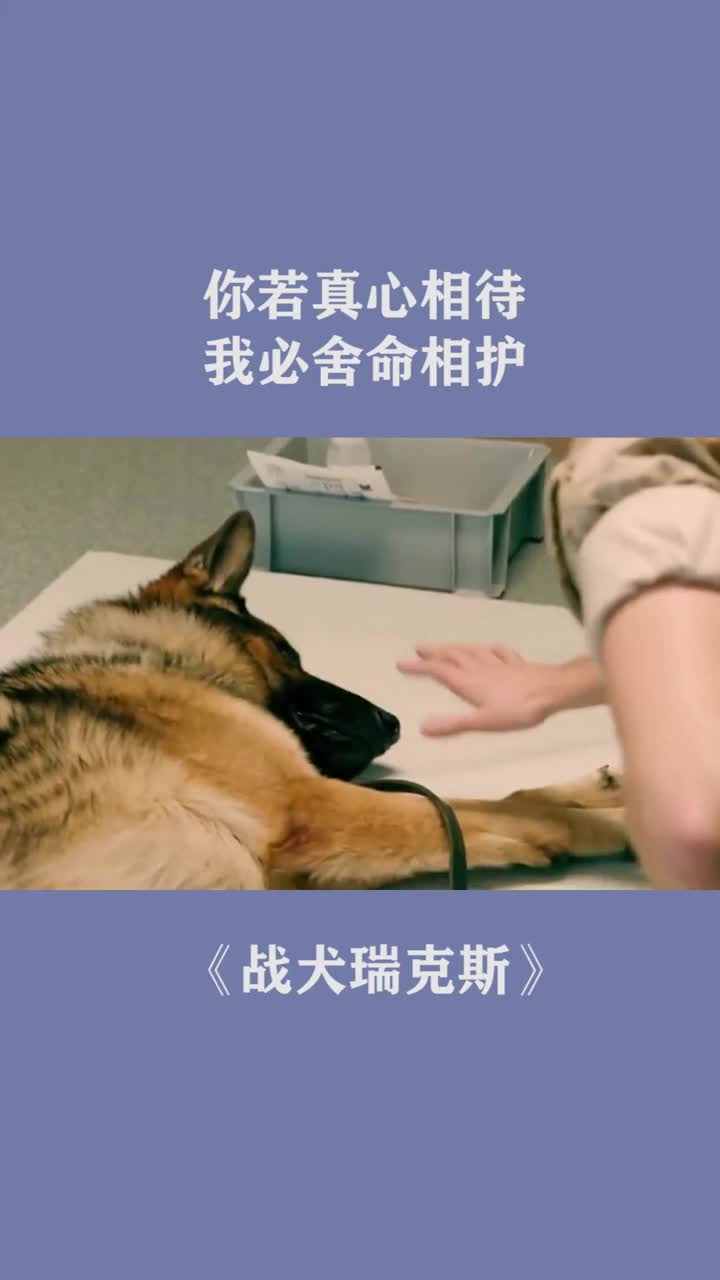 你若真心相待,我必舍命相护