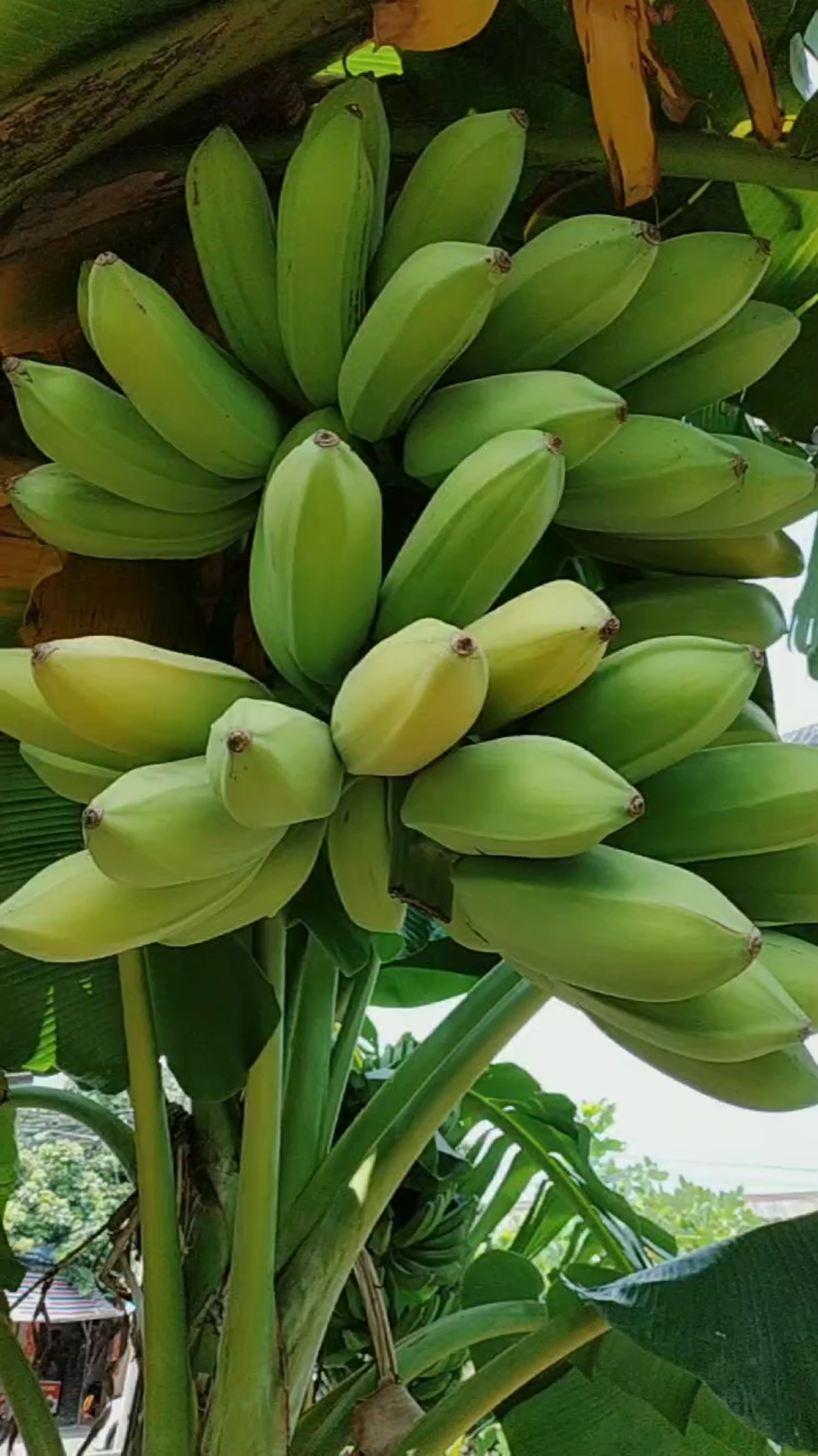 芭蕉在树上熟了