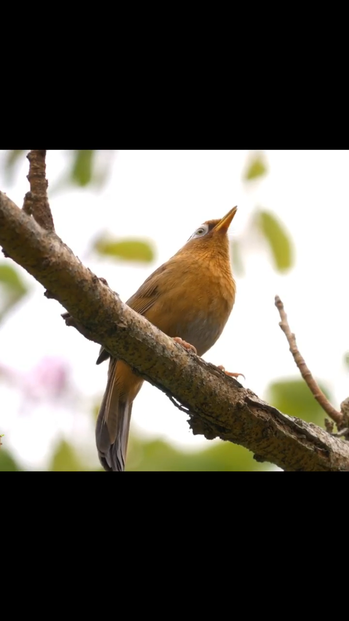 公母画眉鸟合唱,超级好听