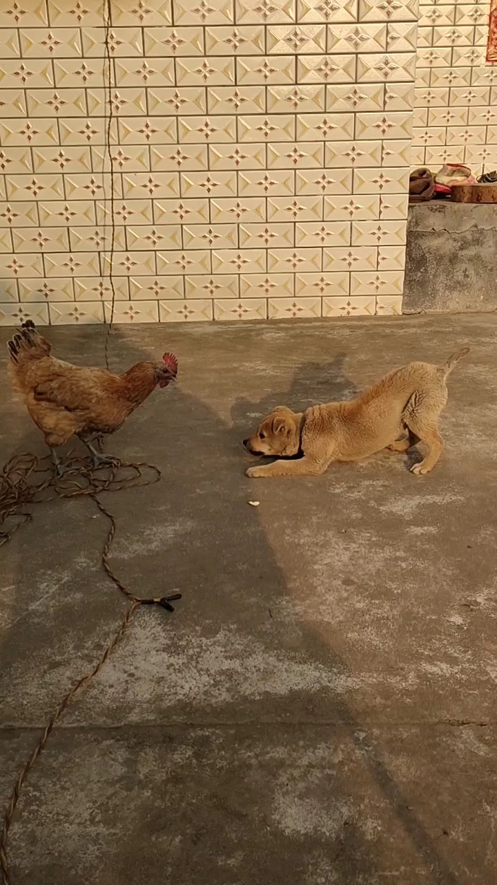 鸡狗大战